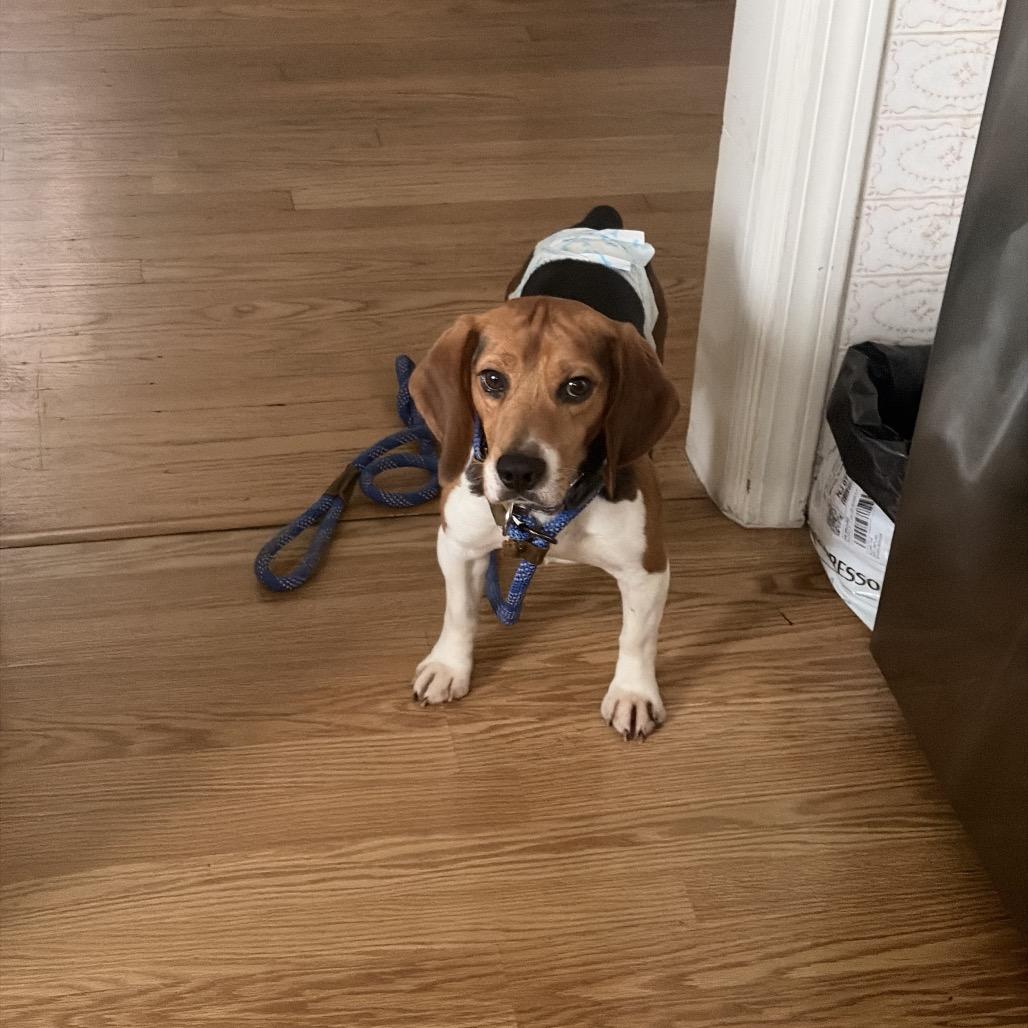 Browning, a ADOPTABLE Beagle in Chicago, IL image 3/6