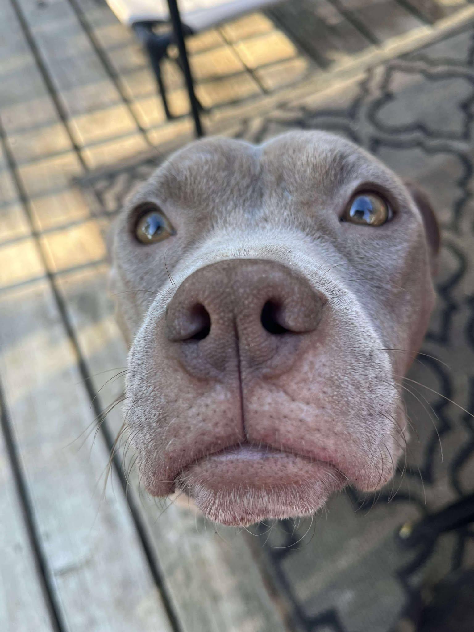 Enlarge Ruffles, a Adopted Pit Bull Terrier in Lexington, KY image 1/6