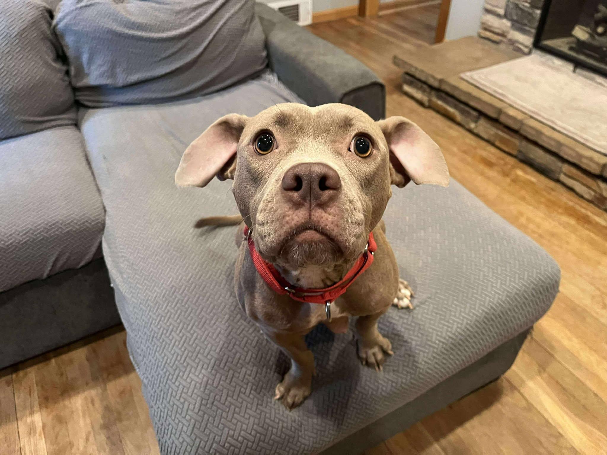 Enlarge Ruffles, a Adopted Pit Bull Terrier in Lexington, KY image 3/6