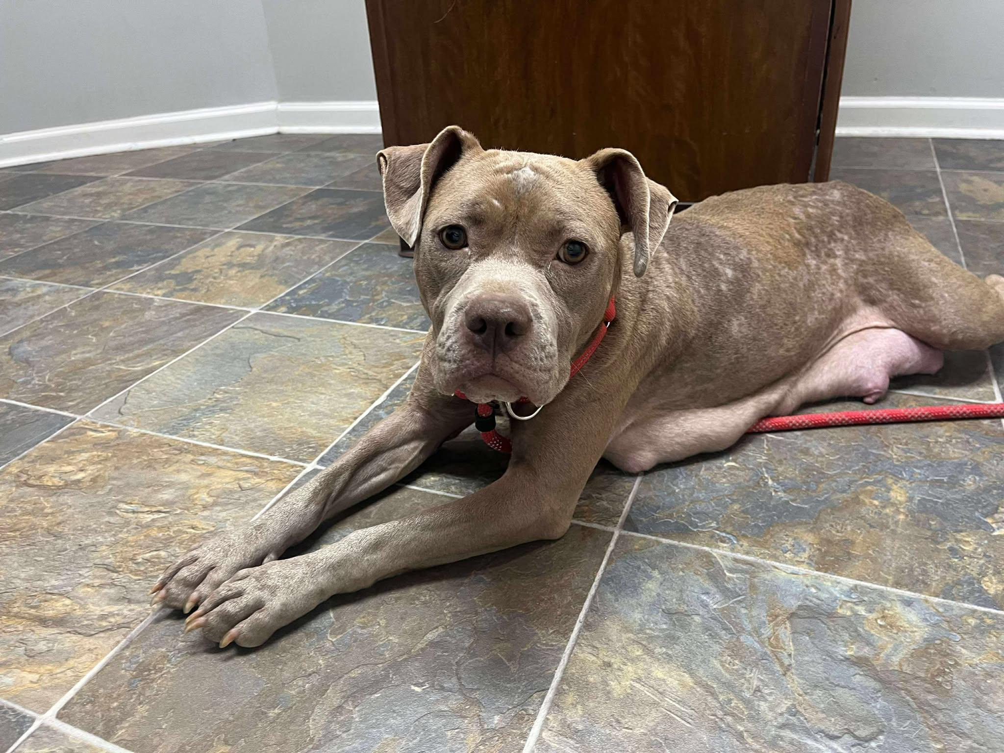 Enlarge Ruffles, a Adopted Pit Bull Terrier in Lexington, KY image 4/6