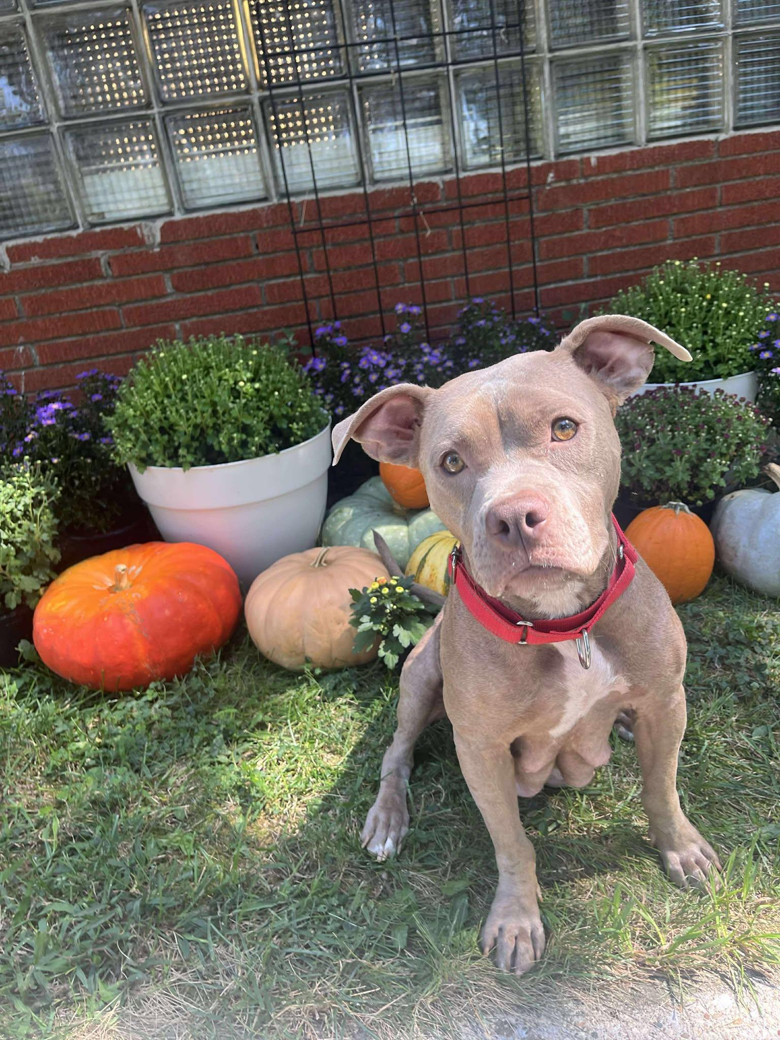 Enlarge Ruffles, a Adopted Pit Bull Terrier in Lexington, KY image 5/6