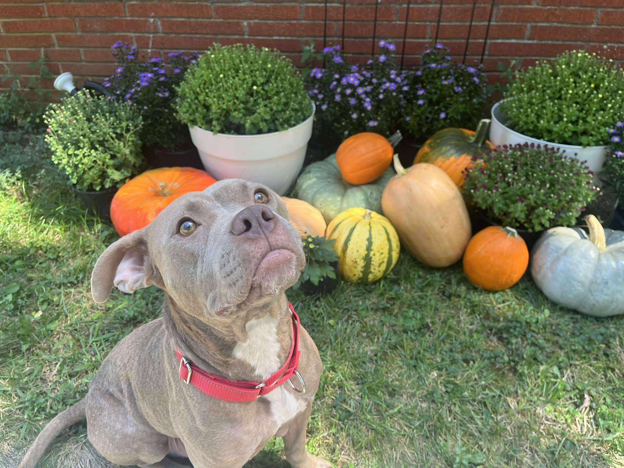 Enlarge Ruffles, a Adopted Pit Bull Terrier in Lexington, KY image 6/6