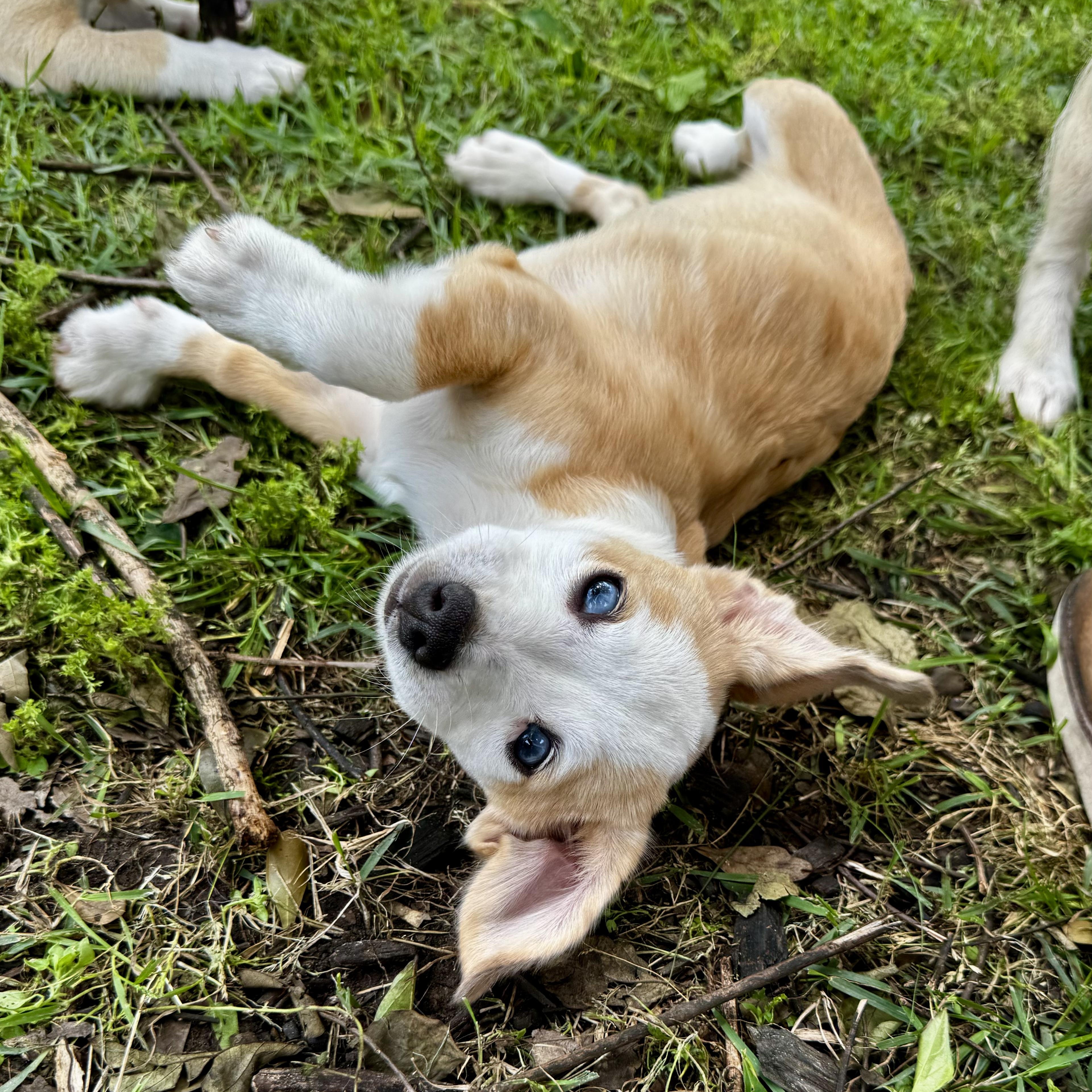 Enlarge Louise, a Adoptable mixed breed in Knoxville, TN image 4/5