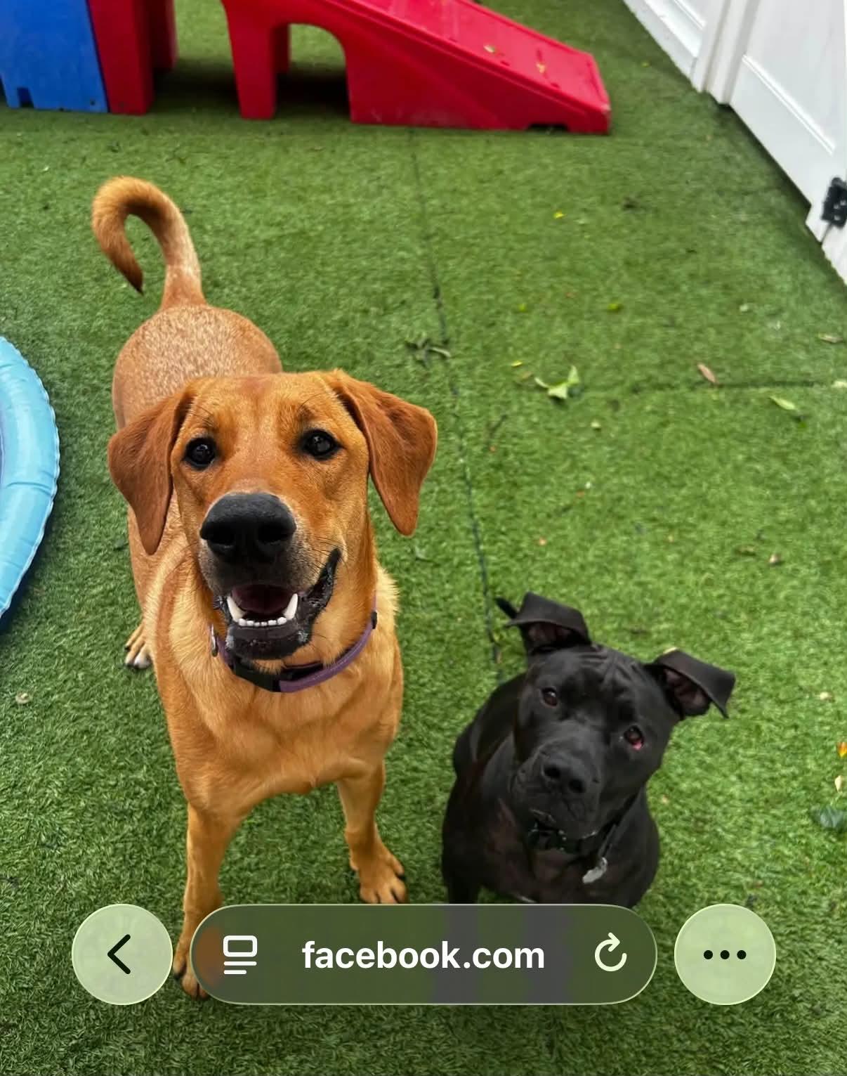 Penny, Adoptable, Adult Female Rhodesian Ridgeback.