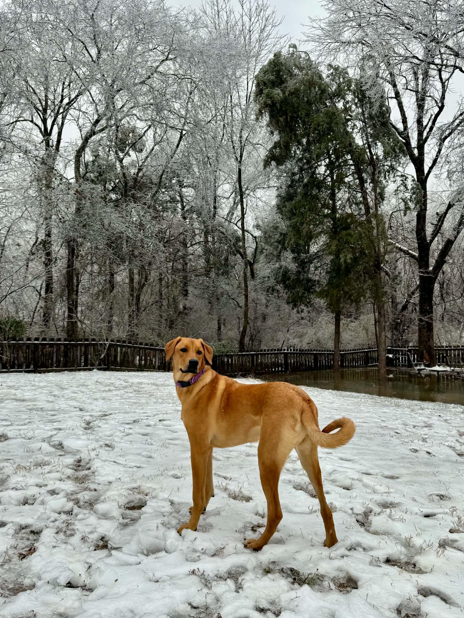 Enlarge Penny, a Adoptable mixed breed in Mount Juliet, TN image 2/3