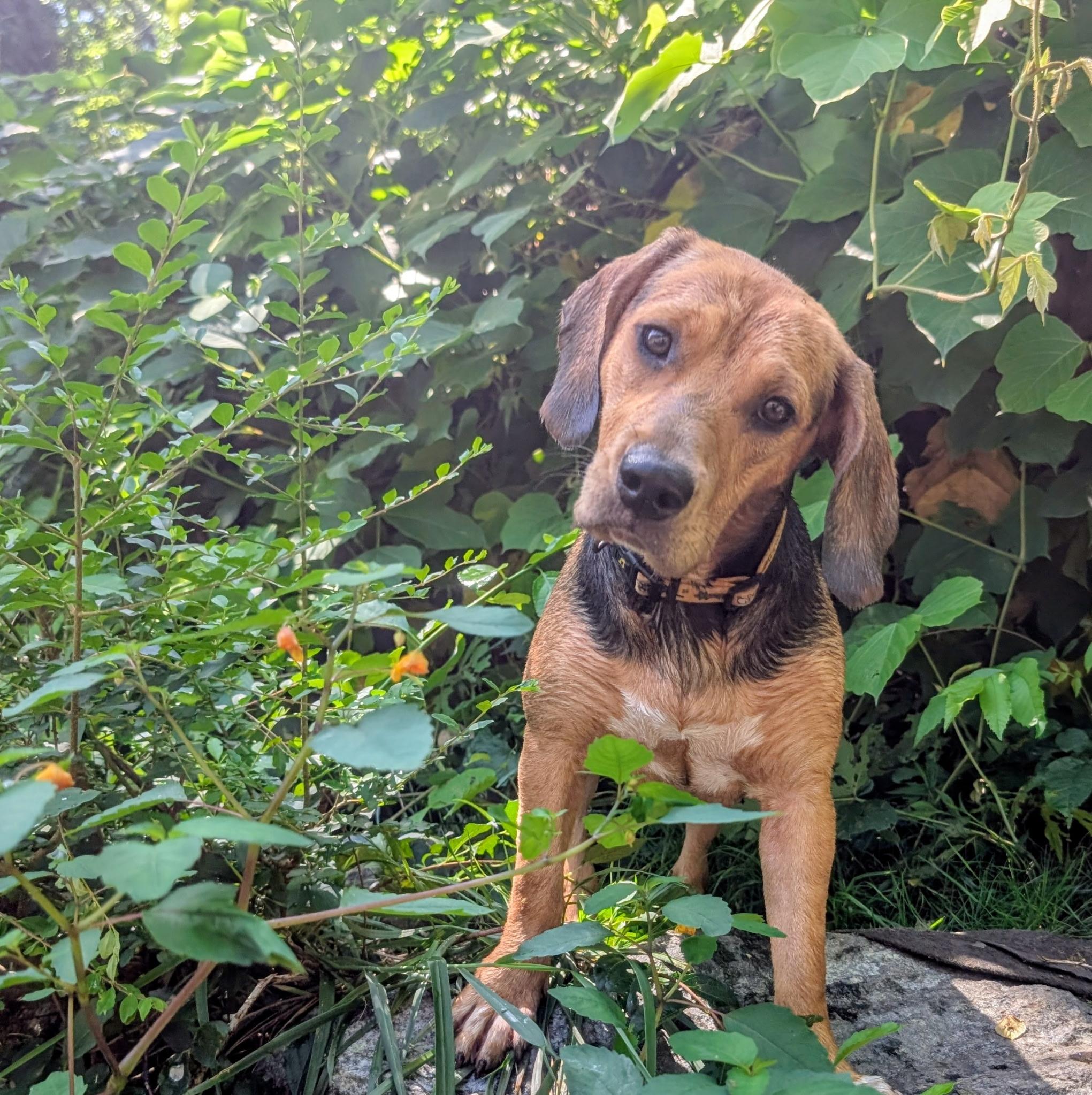 Enlarge Peaches, a ADOPTABLE mixed breed in Sylva, NC image 2/2