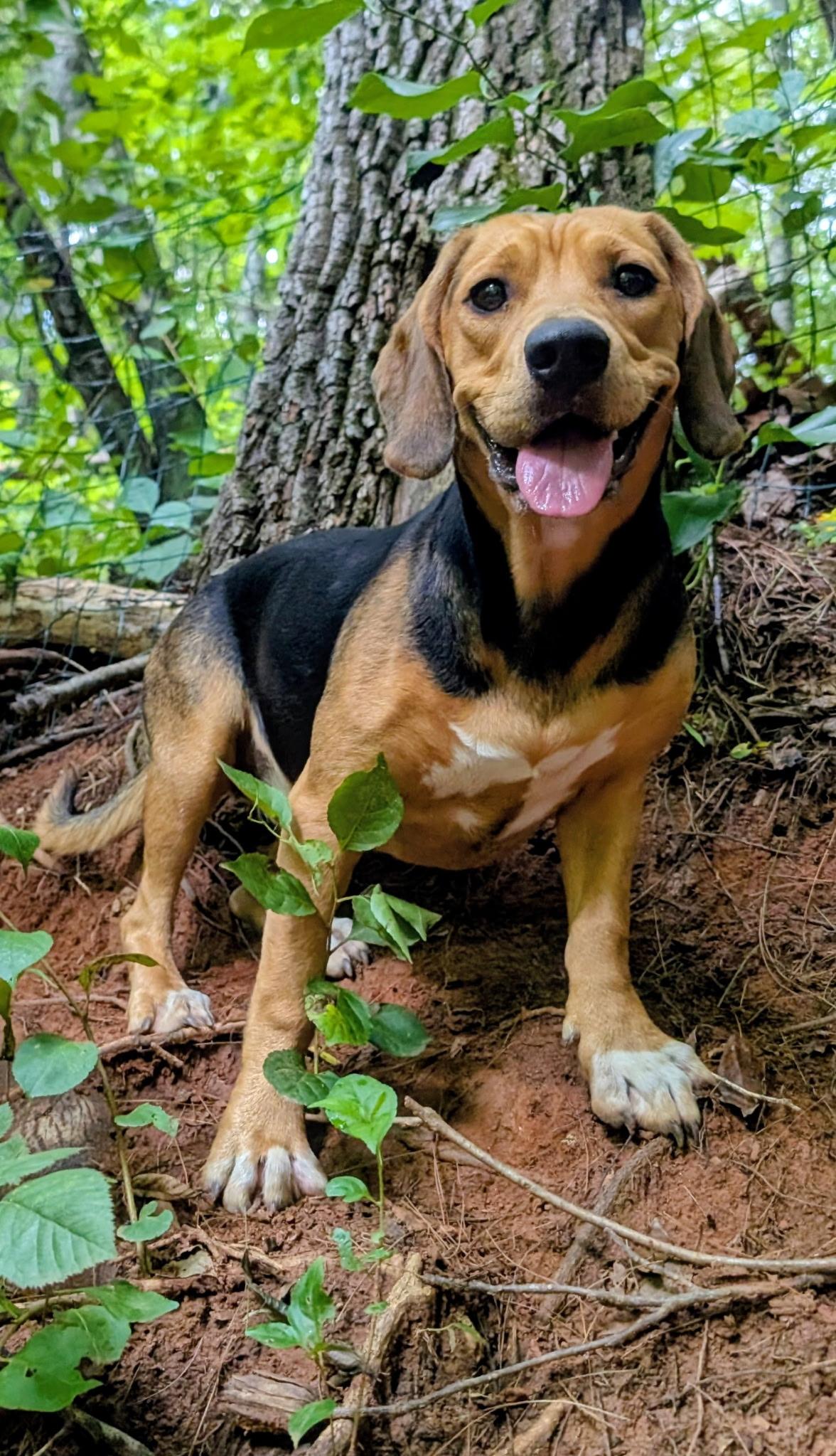 Peaches, ADOPTABLE, Young Female Beagle.