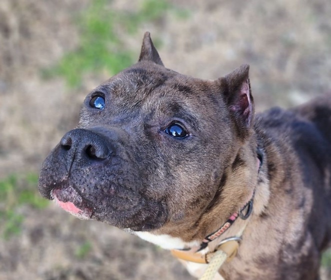 Athena, Adoptable, Adult Female Terrier.