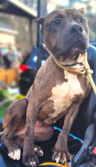 Enlarge Athena, a Adoptable Terrier in Huntington, NY image 3/4