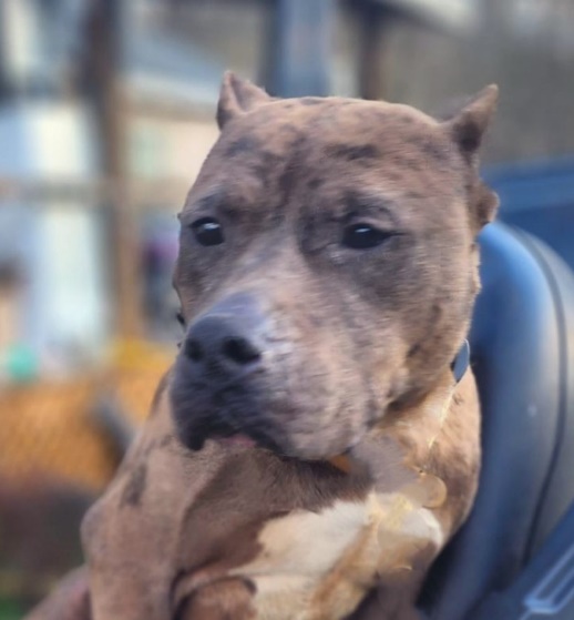 Enlarge Athena, a Adoptable Terrier in Huntington, NY image 4/4