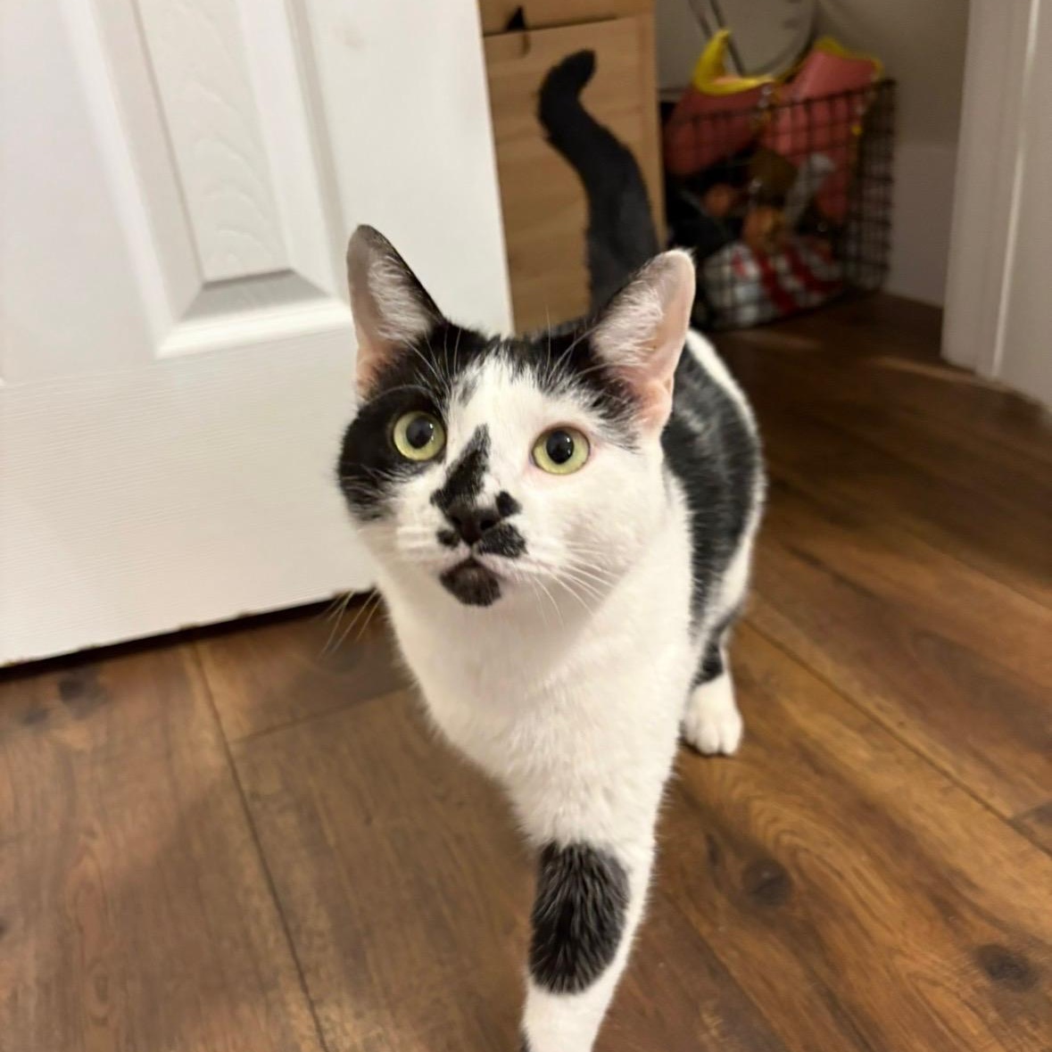 Moo, Adoptable, Adult Female Domestic Short Hair.