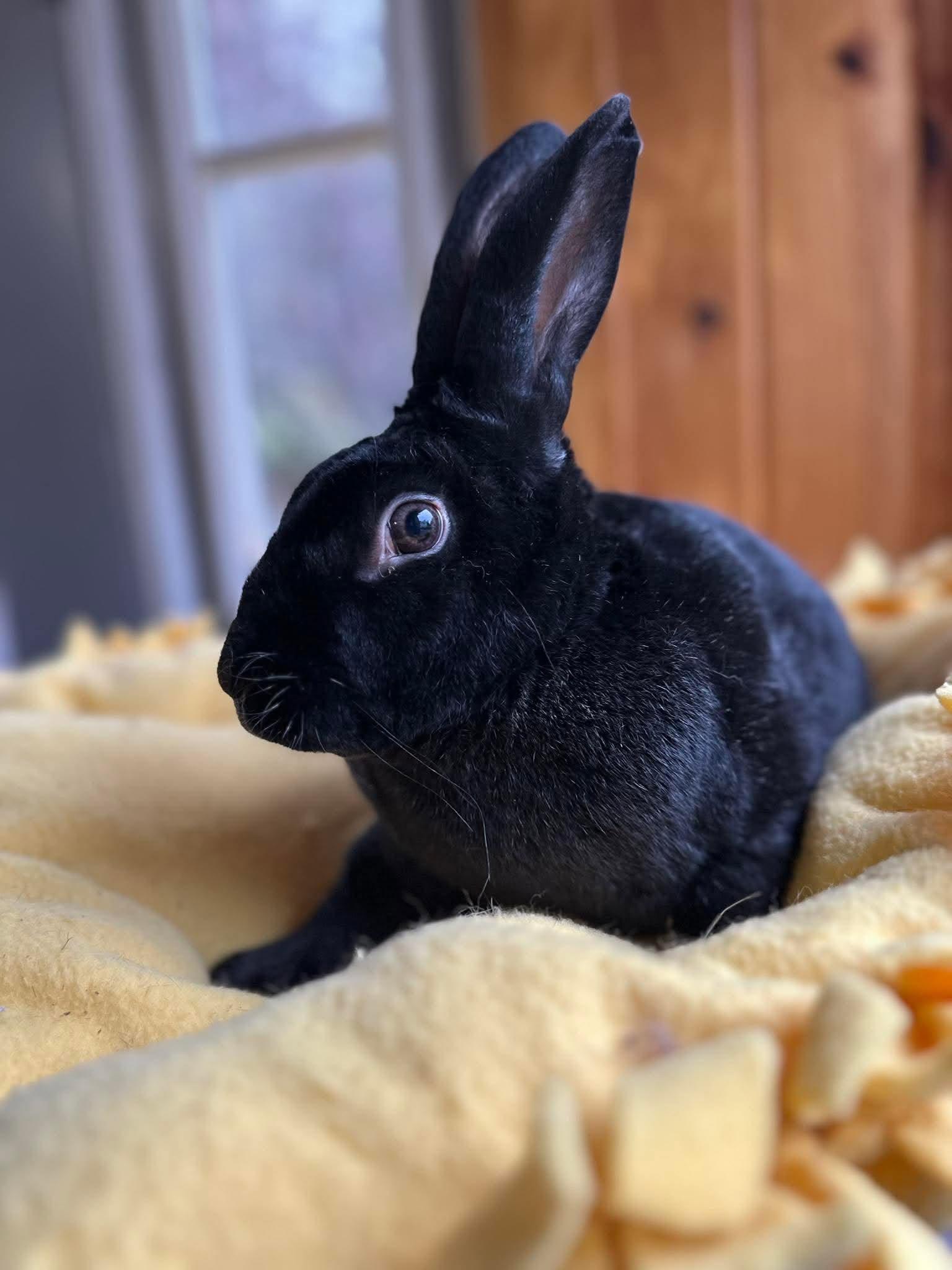 Harry, Adoptable, Adult Male Bunny Rabbit.