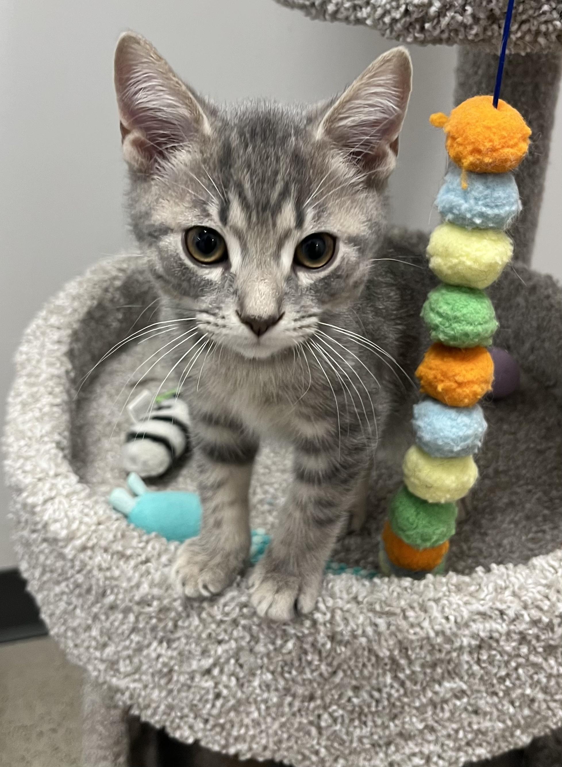 Enlarge Jude, an adopted Domestic Short Hair in Pickering, ON image 1/1