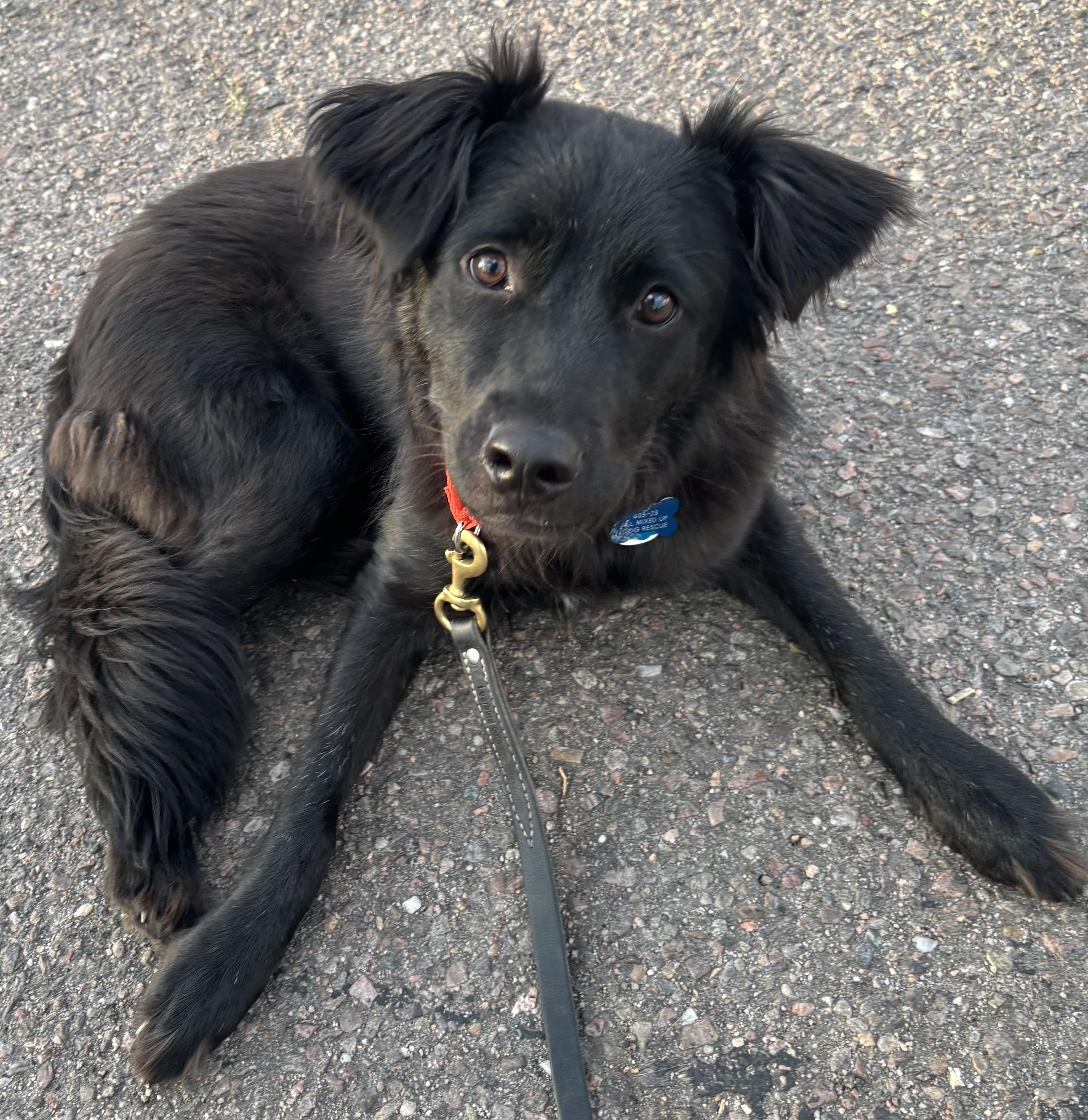Enlarge Wolfie, an adopted mixed breed in Lakewood, CO image 2/6