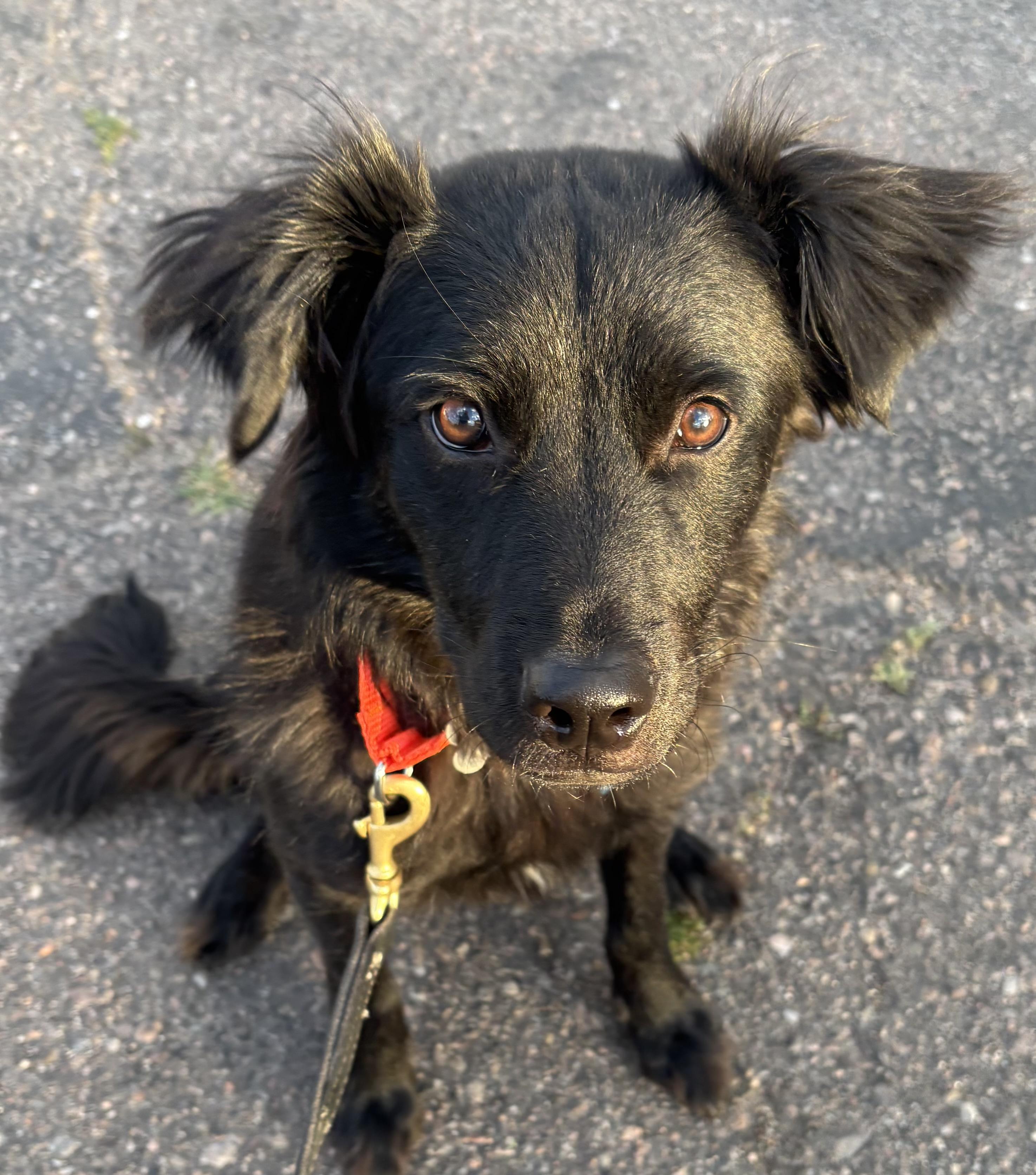 Enlarge Wolfie, an adopted mixed breed in Lakewood, CO image 5/6