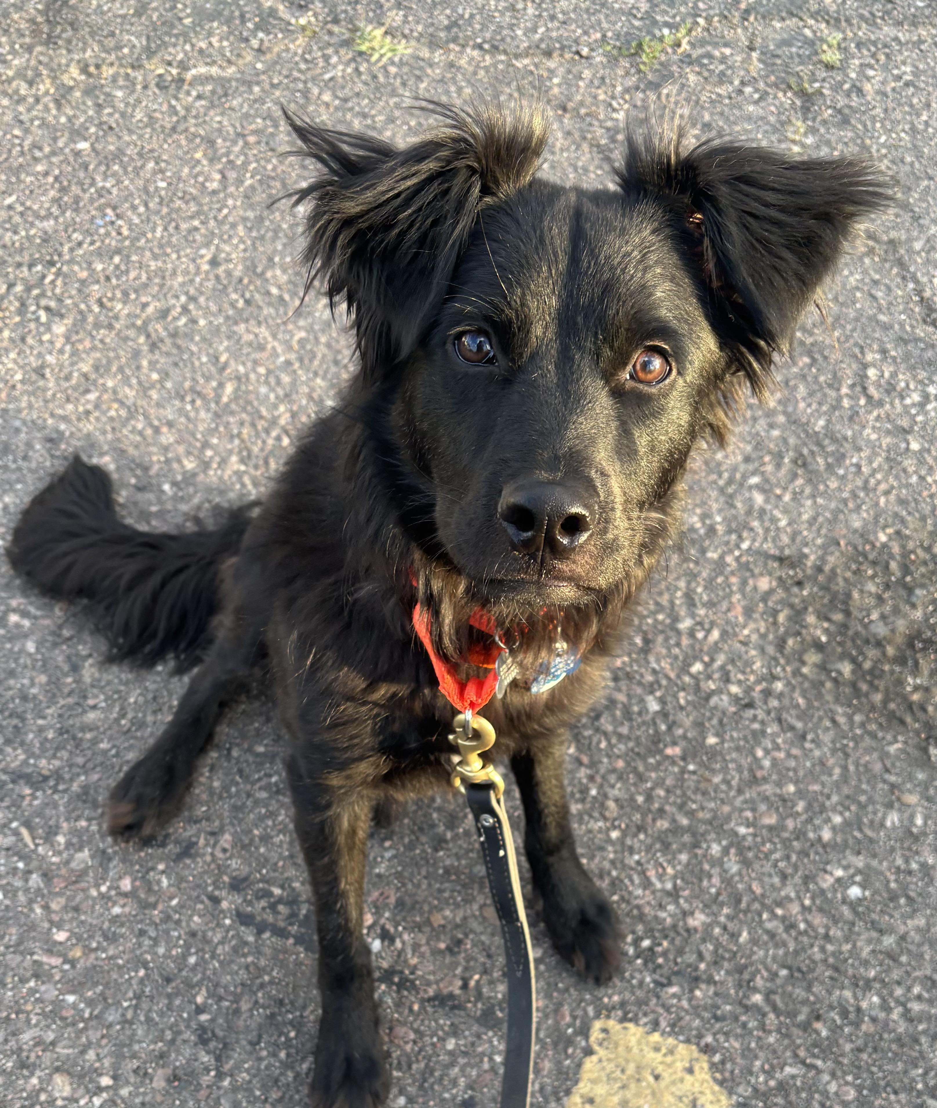 Enlarge Wolfie, an adopted mixed breed in Lakewood, CO image 4/6