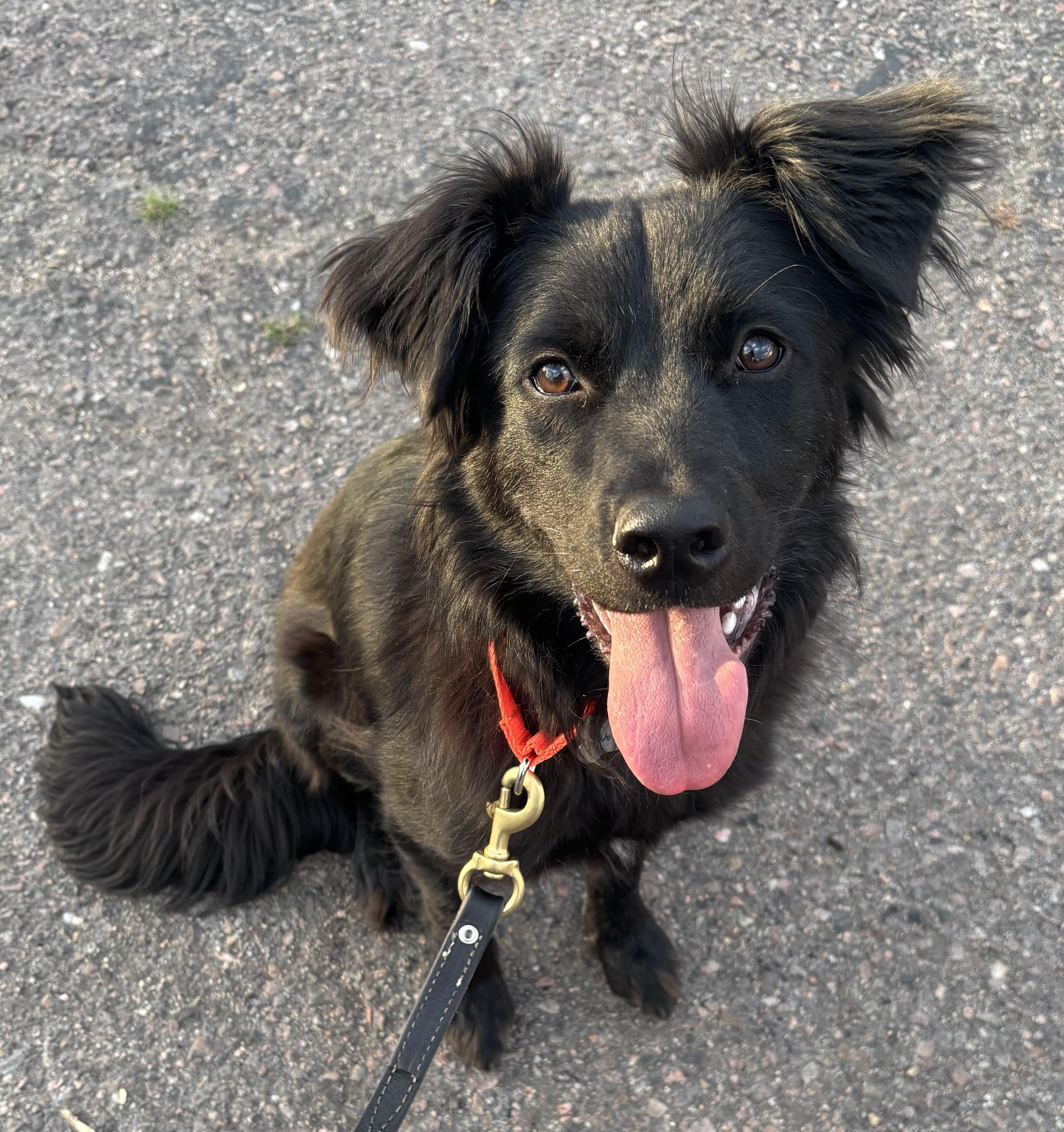 Wolfie, adopted, Young Male Retriever.