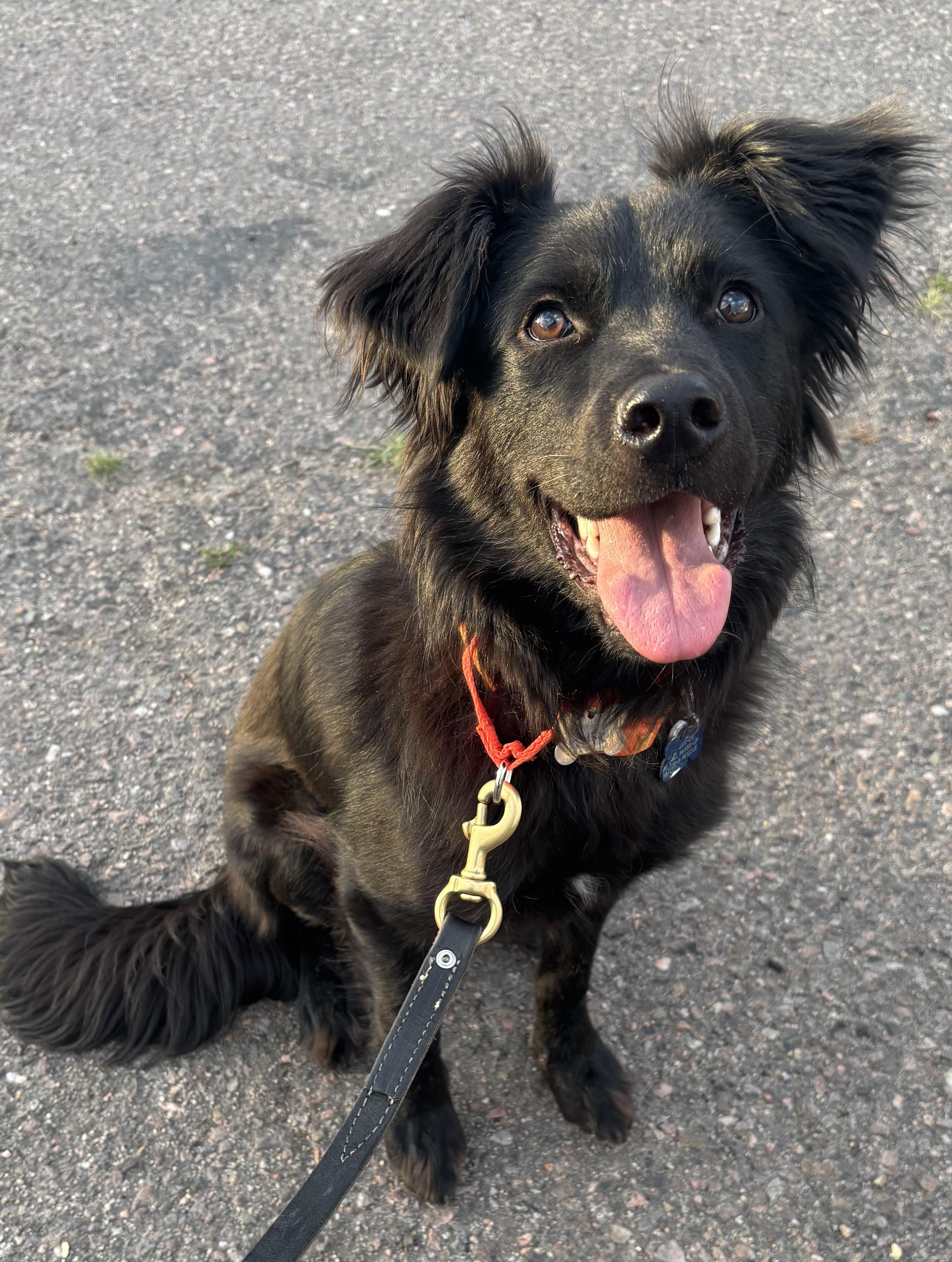 Enlarge Wolfie, an adopted mixed breed in Lakewood, CO image 3/6