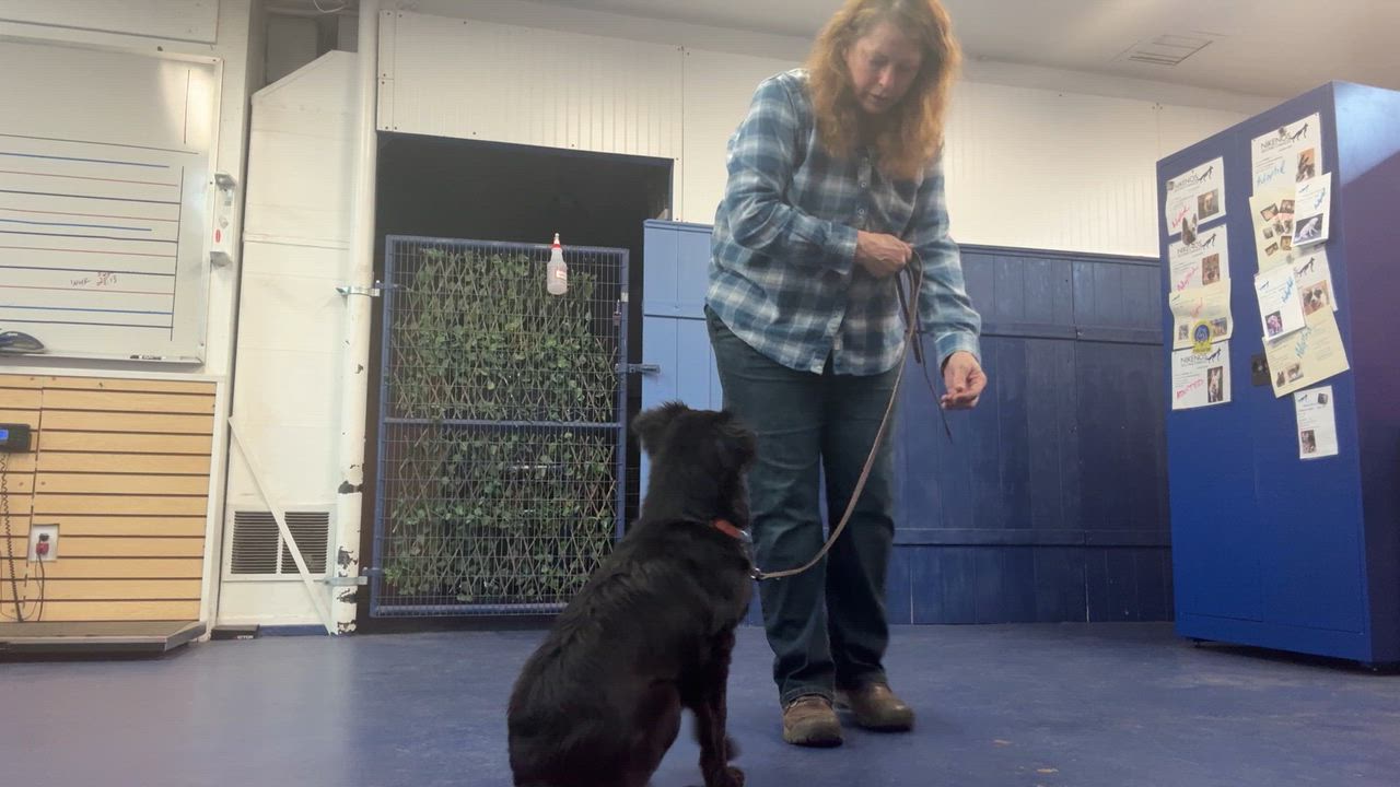 Enlarge Wolfie, an adopted mixed breed in Lakewood, CO video 6/6