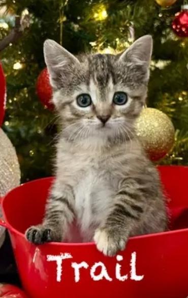 Trail, adopted, Kitten Female Domestic Short Hair.