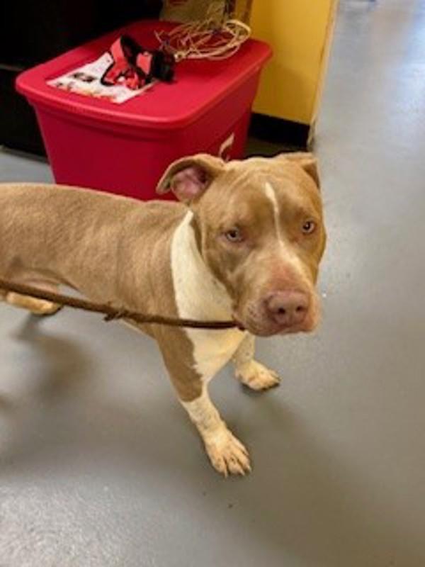 26-02-0522 Anthony, Adoptable, Adult Male Pit Bull Terrier.