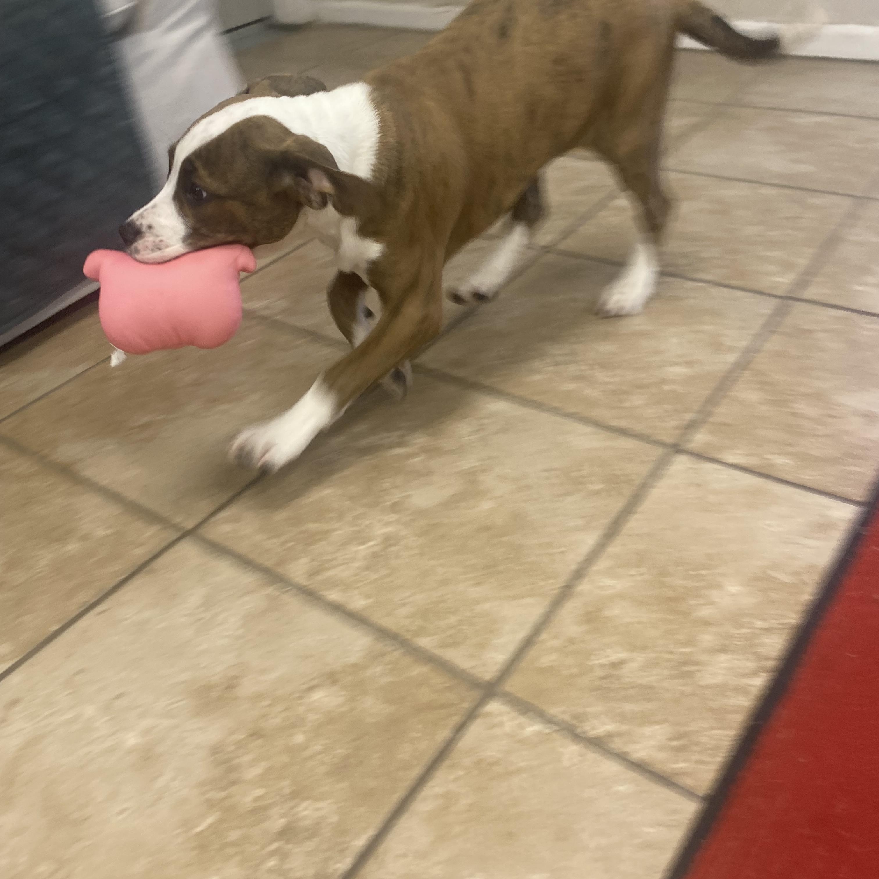 Enlarge Jelly Bean, a ADOPTABLE mixed breed in Farmington, MO image 3/3