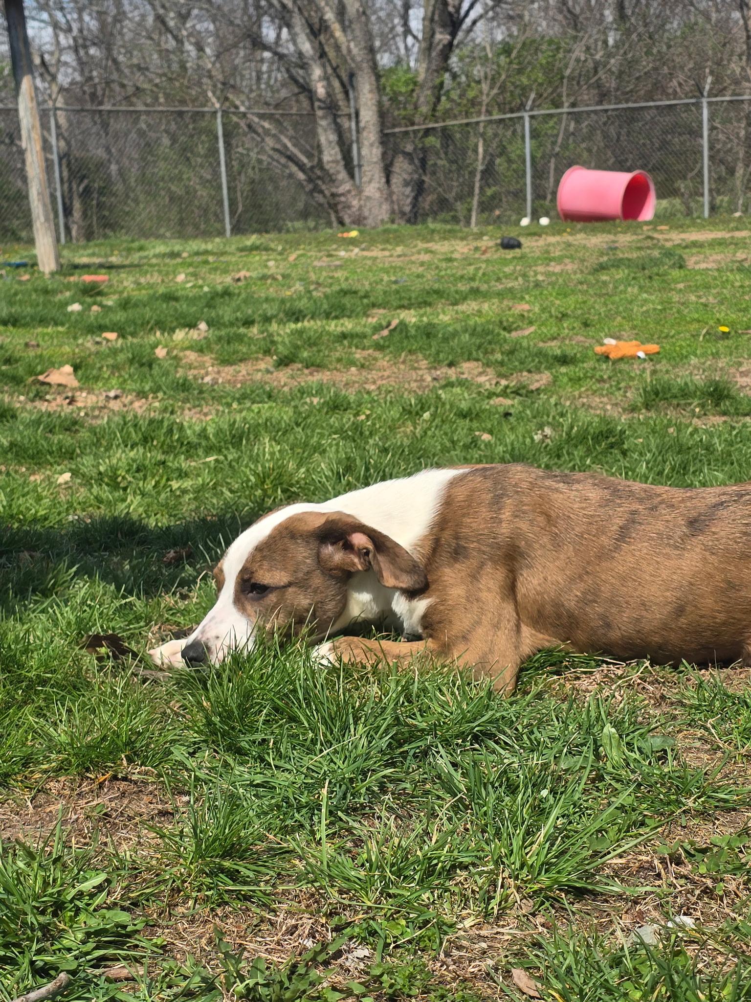 Enlarge Jelly Bean, a ADOPTABLE mixed breed in Farmington, MO image 2/5