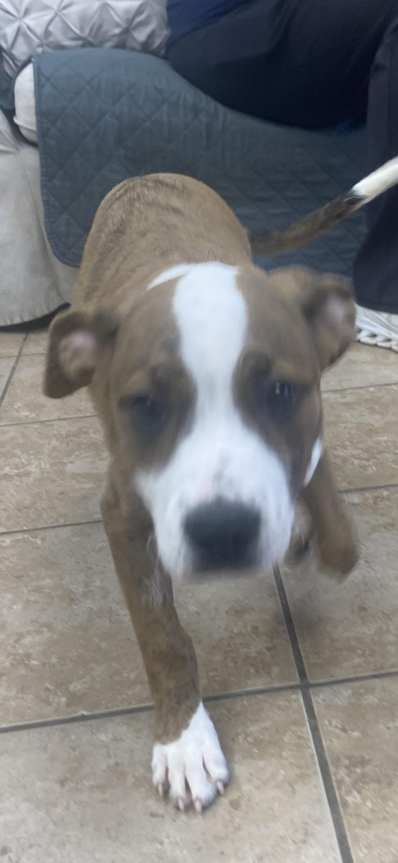 Jelly Bean, ADOPTABLE, Young Female Boxer.