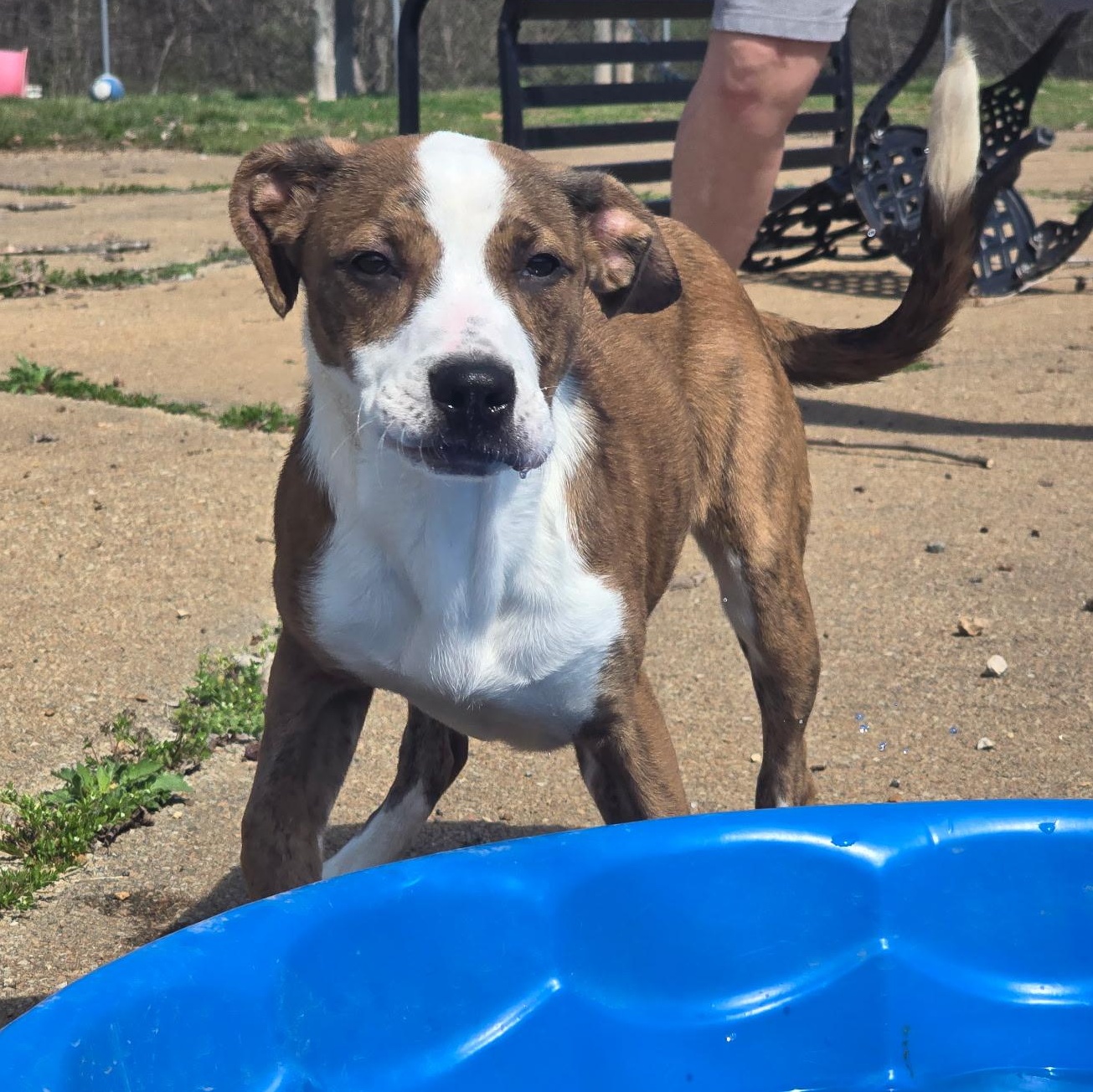 Enlarge Jelly Bean, a ADOPTABLE mixed breed in Farmington, MO image 5/5