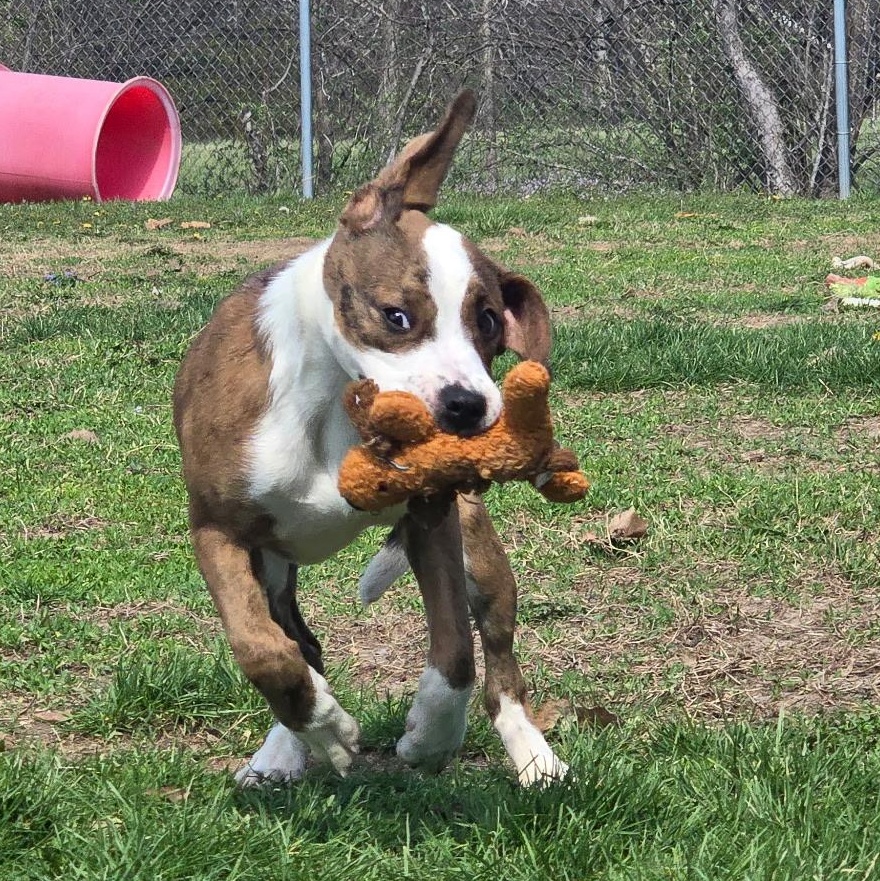 Enlarge Jelly Bean, a ADOPTABLE mixed breed in Farmington, MO image 1/5