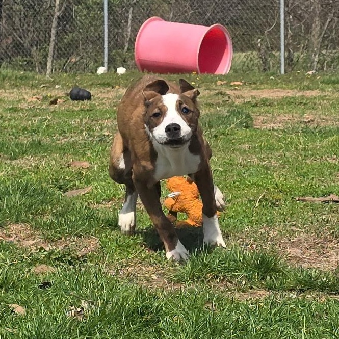 Enlarge Jelly Bean, a ADOPTABLE mixed breed in Farmington, MO image 3/5