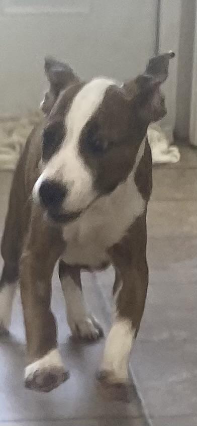 Enlarge Jelly Bean, a ADOPTABLE mixed breed in Farmington, MO image 2/3