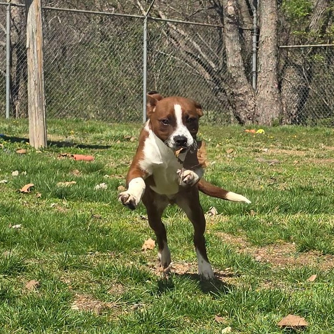 Enlarge Jelly Bean, a ADOPTABLE mixed breed in Farmington, MO image 4/5