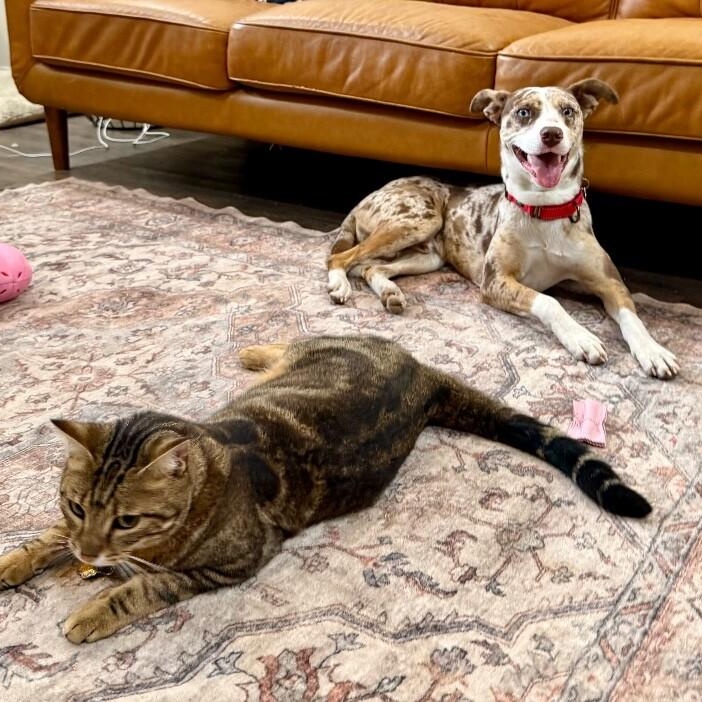 Romeo Darling the Blue Eyed Heartthrob