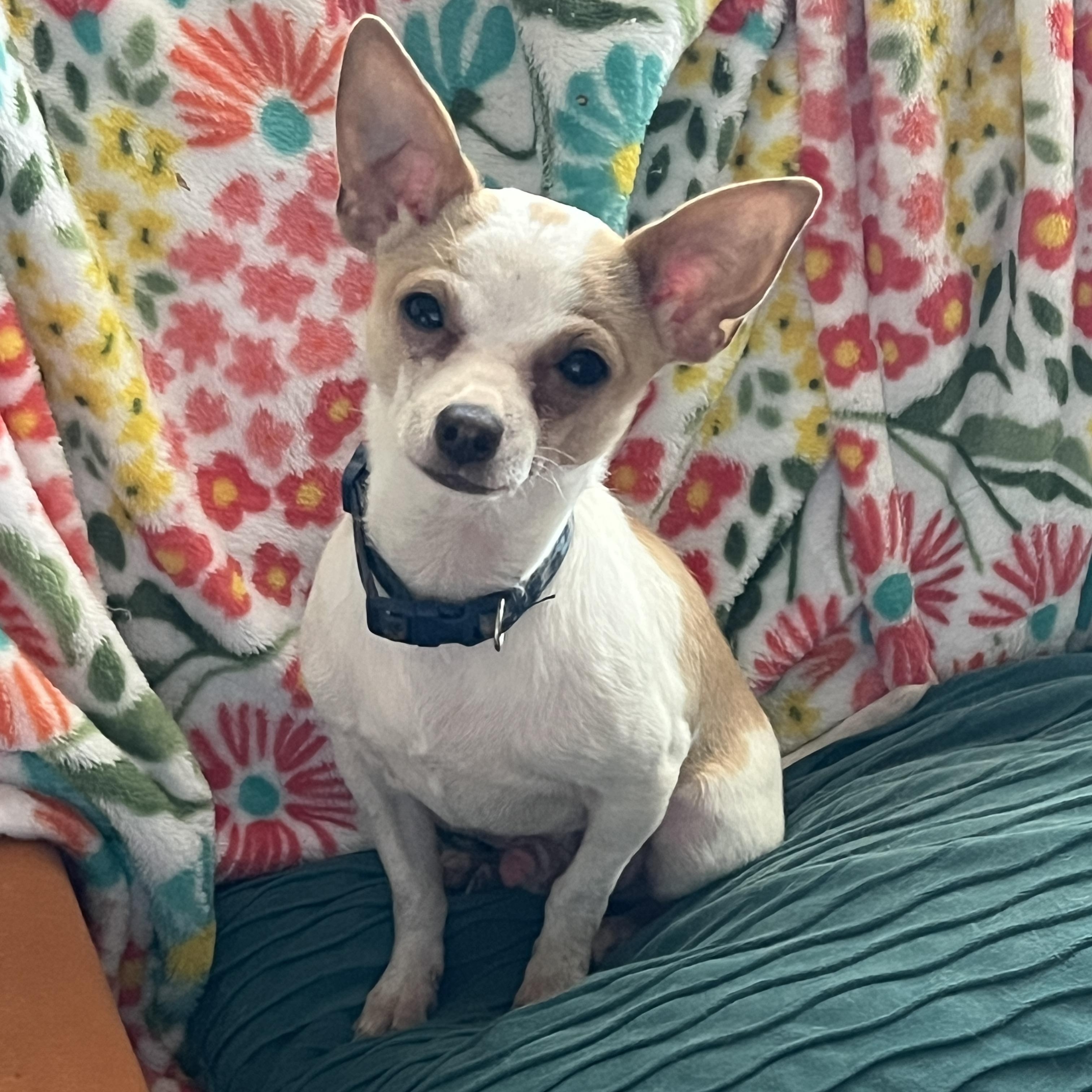 Enlarge Ducky, a ADOPTABLE Chihuahua in Fort Worth, TX image 3/3