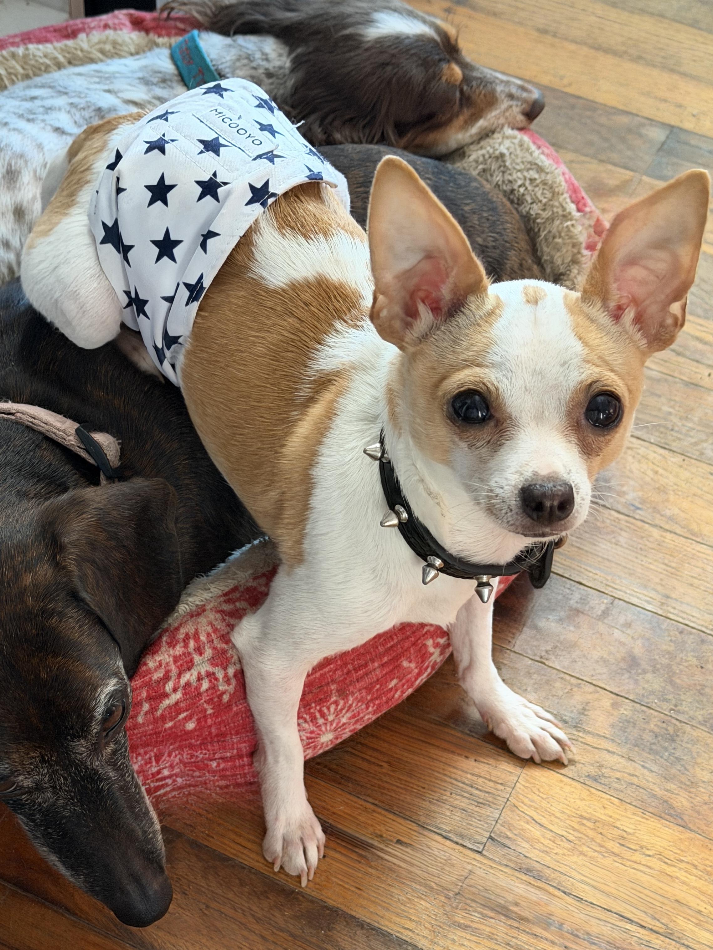Enlarge Ducky, a ADOPTABLE Chihuahua in Fort Worth, TX image 1/3
