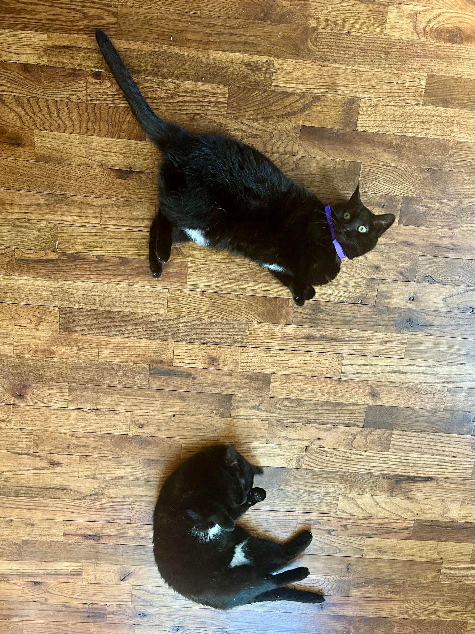 Sasha, Adoptable, Young Female Domestic Short Hair.