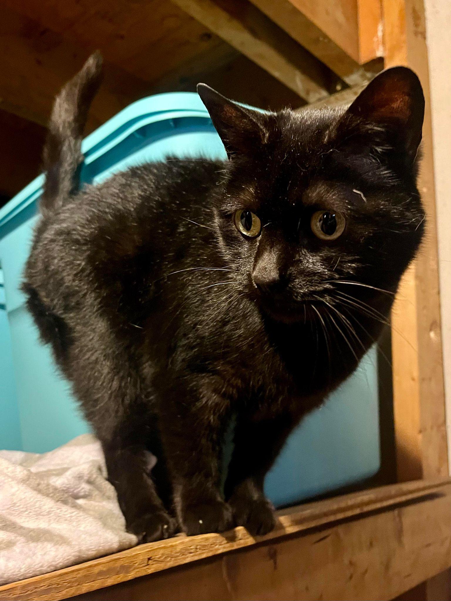 Enlarge Sasha, a Adoptable Domestic Short Hair in Burton, MI image 3/3