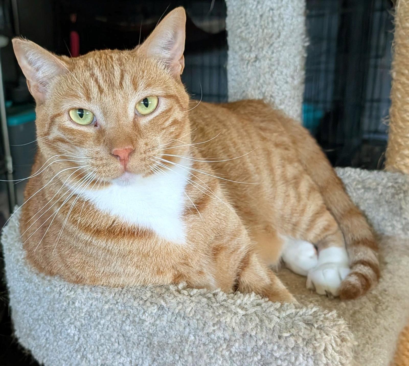 Carston, ADOPTABLE, Young Male Domestic Short Hair.