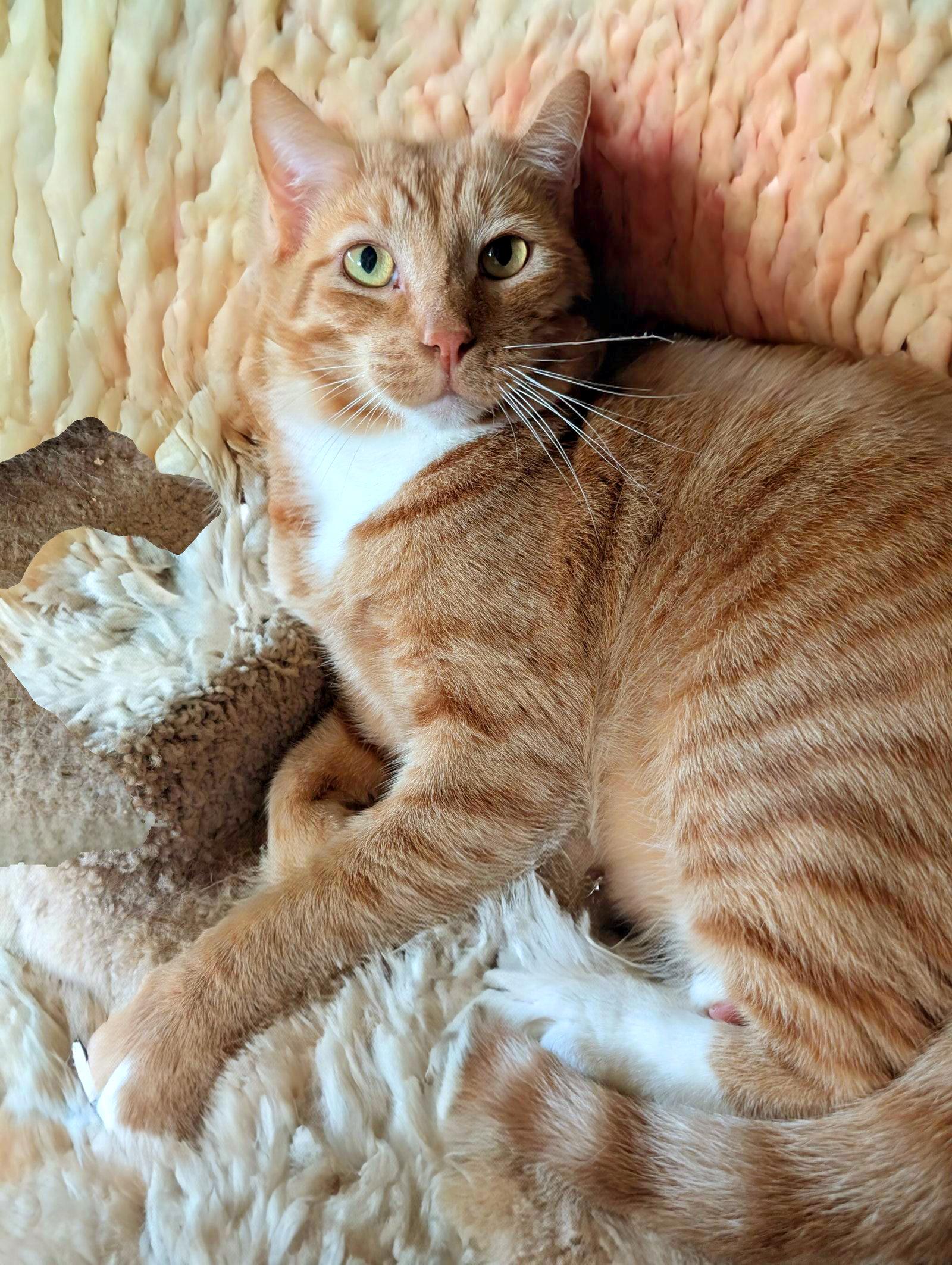 Enlarge Carston, a ADOPTABLE Domestic Short Hair in Syracuse, NY image 3/3