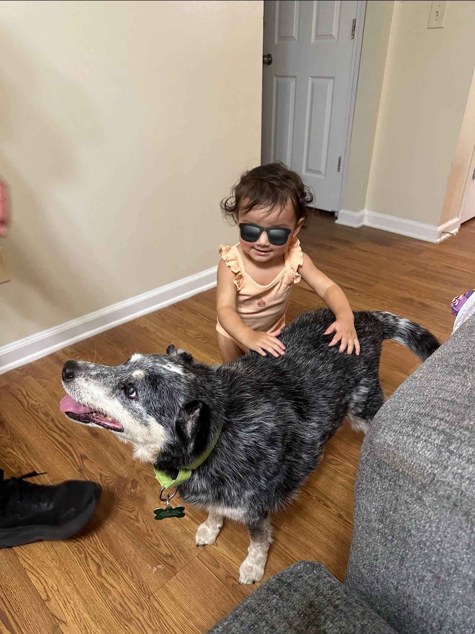 Enlarge Millie & Lulu, a Adoptable mixed breed in Bradenton, FL image 2/6