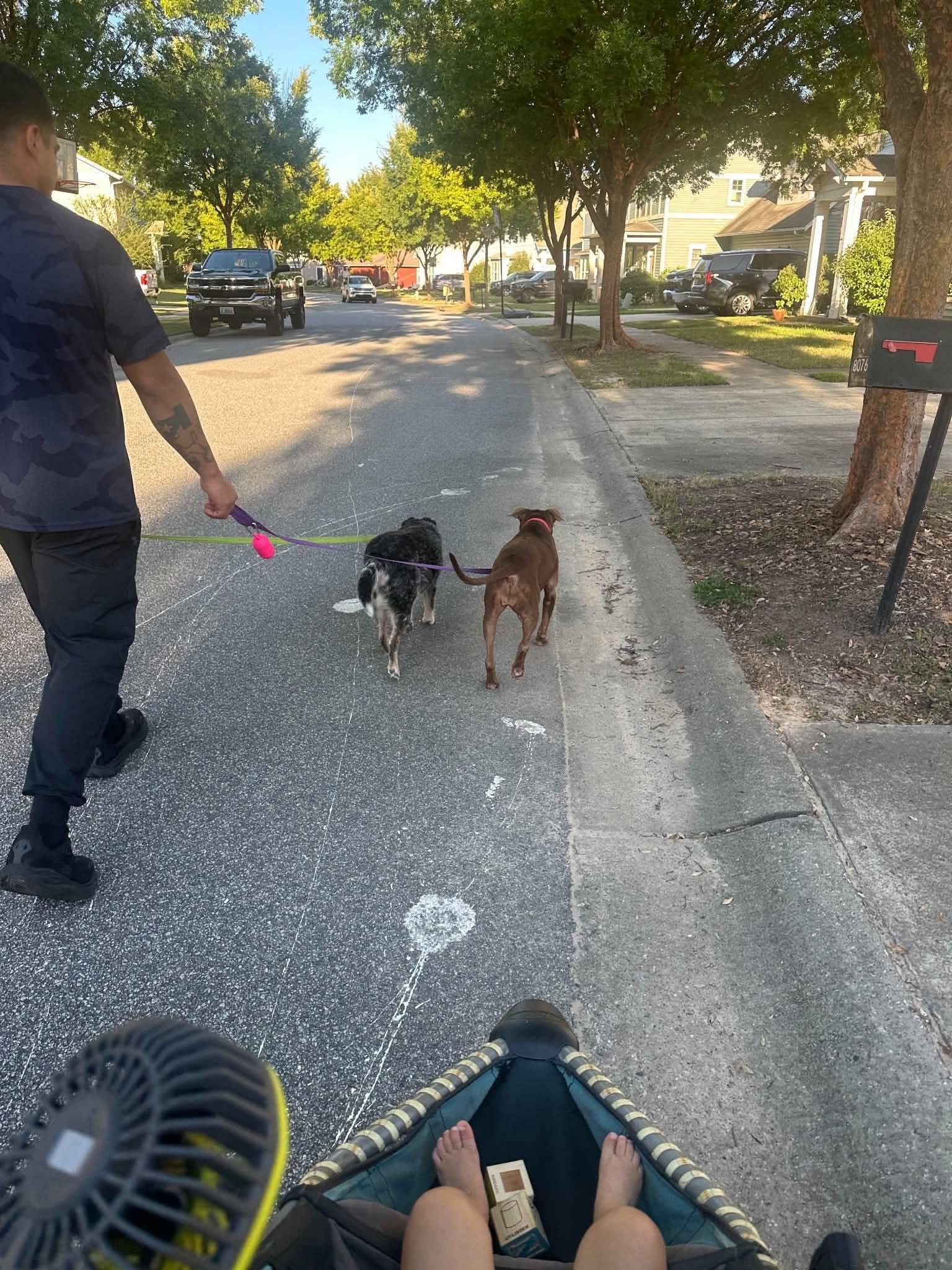 Enlarge Millie & Lulu, a Adoptable mixed breed in Bradenton, FL image 5/6
