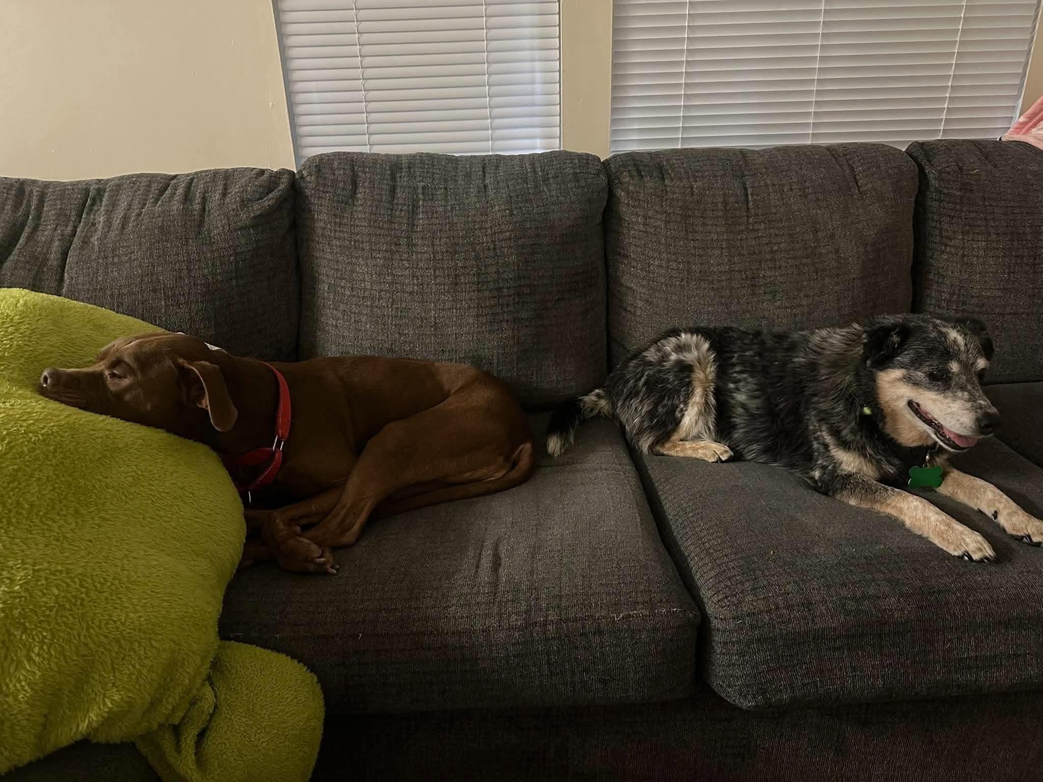 Enlarge Millie & Lulu, a Adoptable mixed breed in Bradenton, FL image 6/6