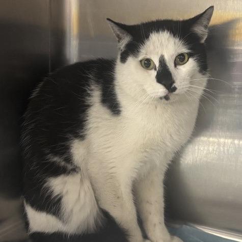 Enlarge Phillip, a Adoptable Domestic Short Hair in Salt Lake City, UT image 1/2