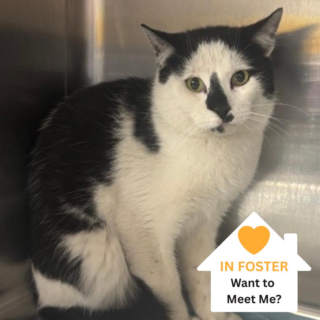 Enlarge Phillip, a Adoptable Domestic Short Hair in Salt Lake City, UT image 2/2