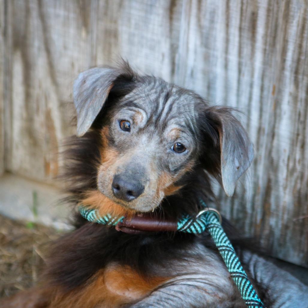 Main Squeeze, Adoptable, Adult Male Dachshund & Chinese Crested Dog.