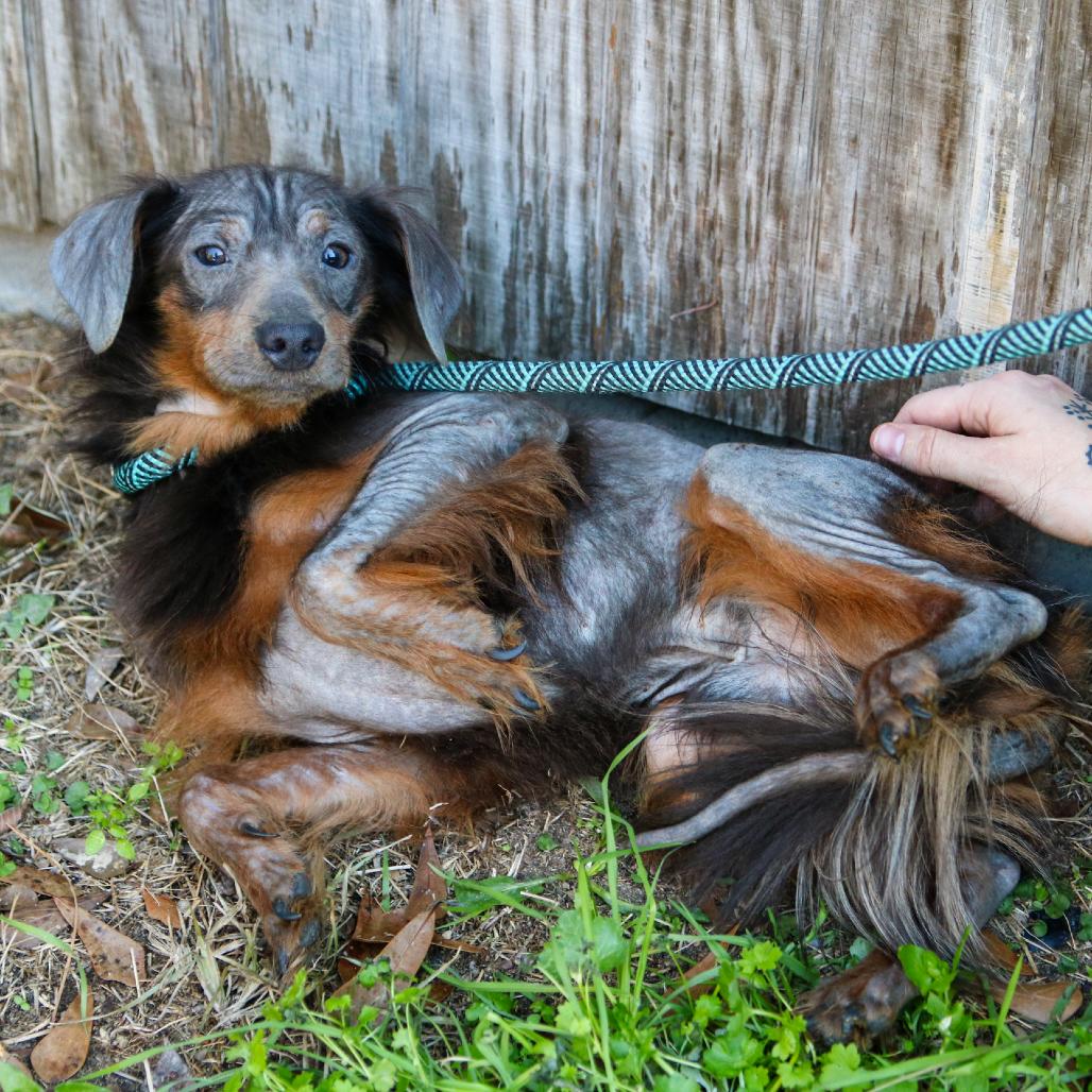 Enlarge Main Squeeze, a Adoptable mixed breed in Hattiesburg, MS image 2/2