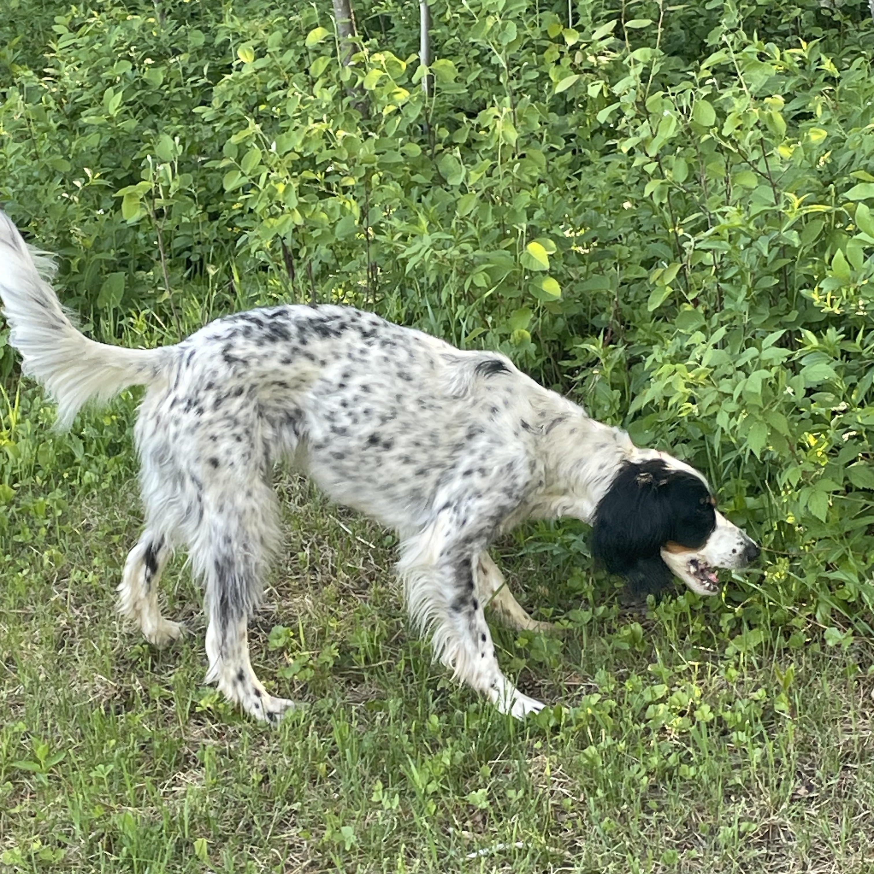 Enlarge Grace, a ADOPTABLE English Setter in Eagle River, WI image 1/1