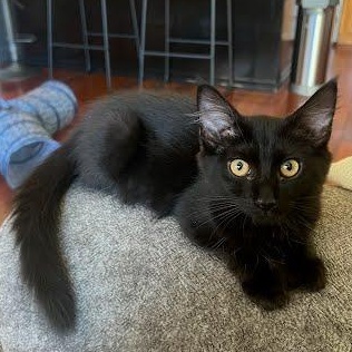 Phoebe, Adoptable, Kitten Female Domestic Medium Hair.