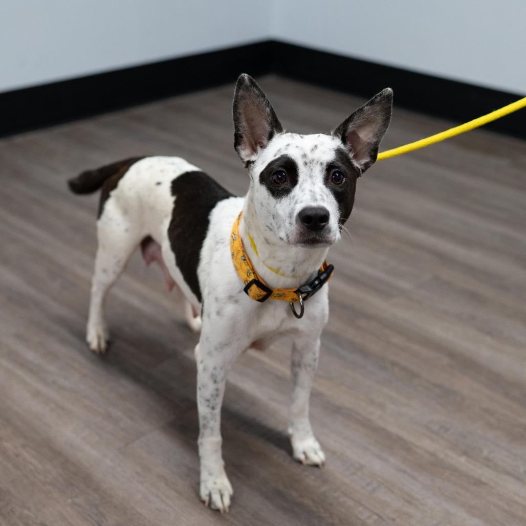 Trudy, Adoptable, Adult Female Mixed Breed.